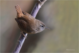 <p>STŘÍZLÍK OBECNÝ (Troglodytes troglodytes) Šluknovsko ---- /Eurasian wren - Zankönig/</p>